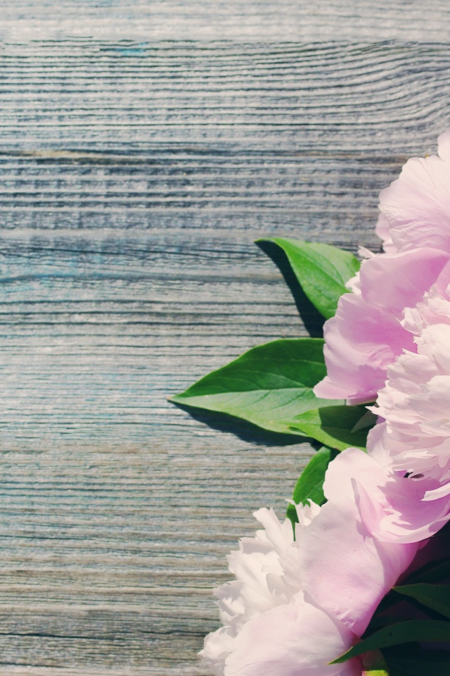 Букет розовых весенних пионов на деревянной поверхности 