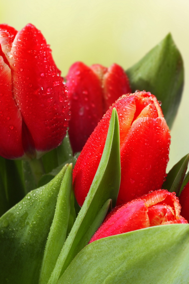 Букет красных тюльпанов в каплях росы 