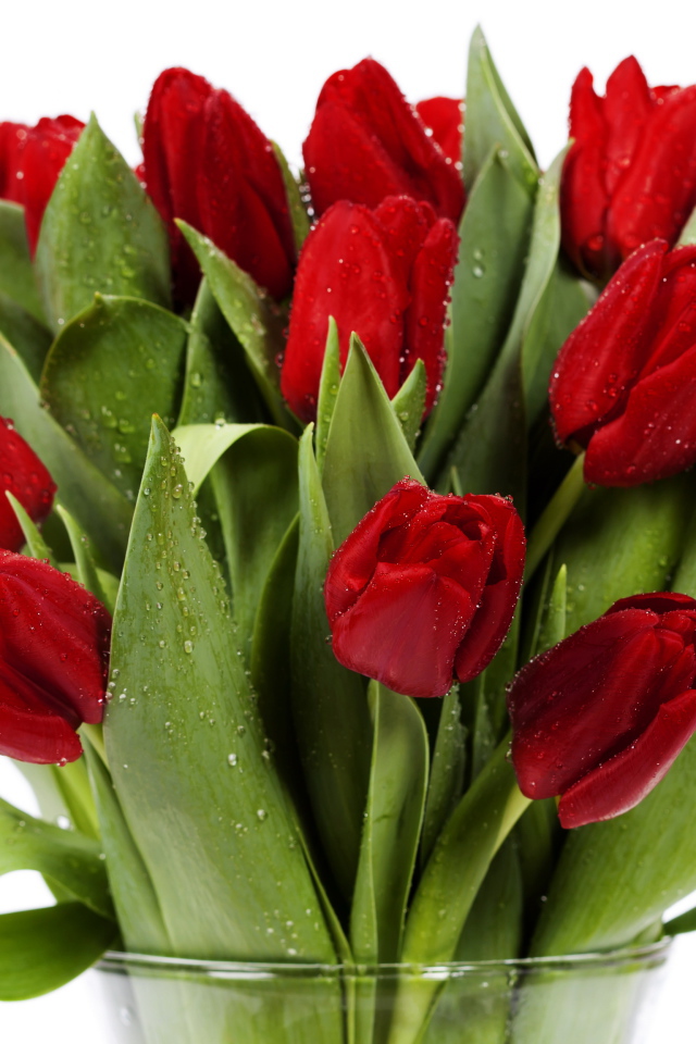 Букет красных тюльпанов в каплях росы в стеклянной вазе на белом фоне