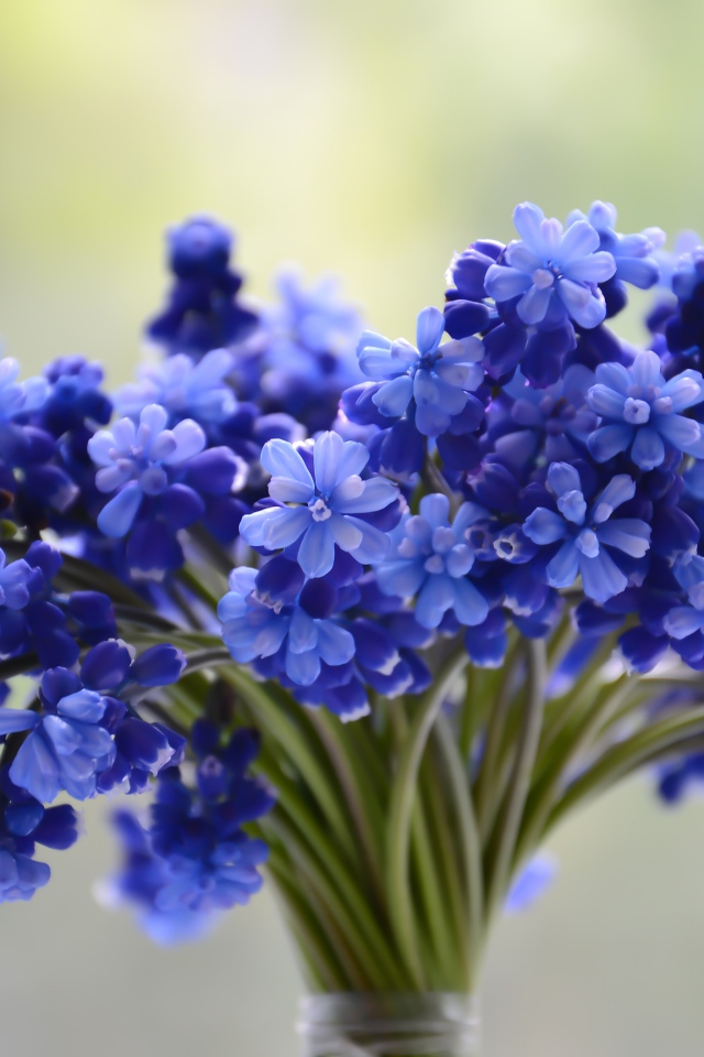 Букет весенних голубых цветов