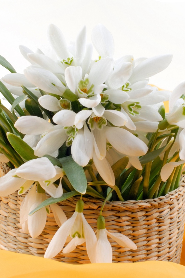 Букет нежных белых весенних подснежников в корзине