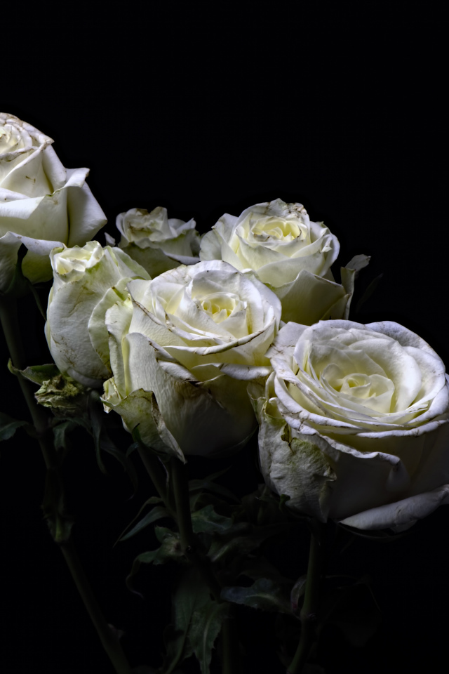 Букет белых роз на черном фоне