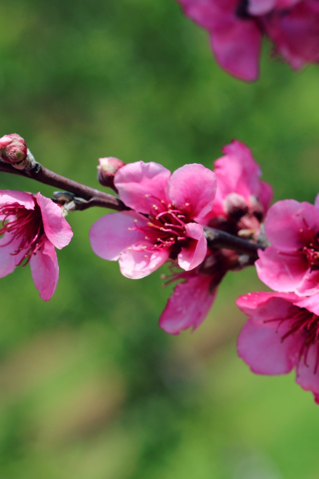 Ветка с красивыми розовыми цветами крупным планом