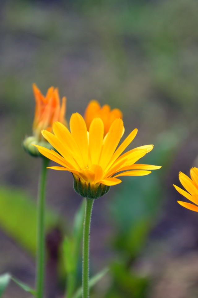Яркие оранжевые цветы календулы 