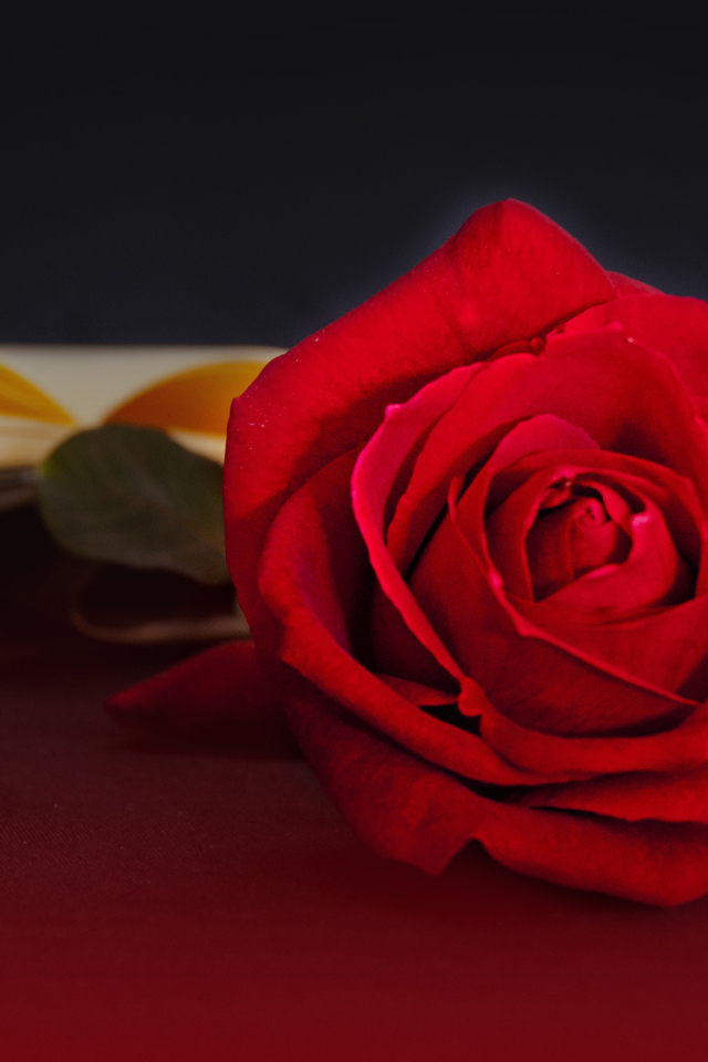 Яркая красная чайная роза на столе с книгой