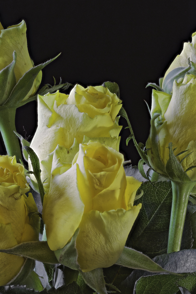 Бутоны желтой розы на черном фоне крупным планом