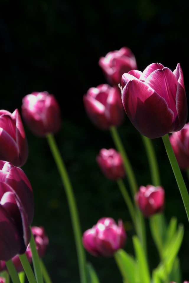 Бордовые тюльпаны с белыми ободками на черном фоне