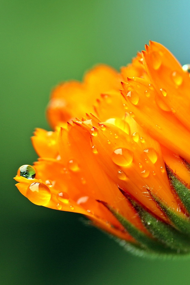 Бутон цветка календулы в каплях росы на зеленом фоне