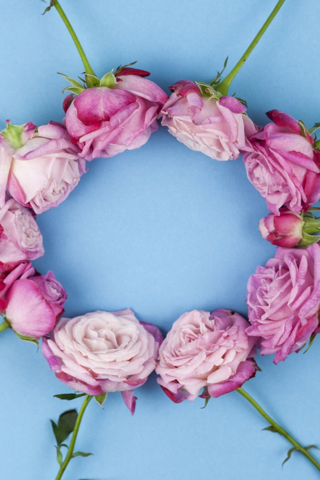 Круг из розовых роз на голубом фоне