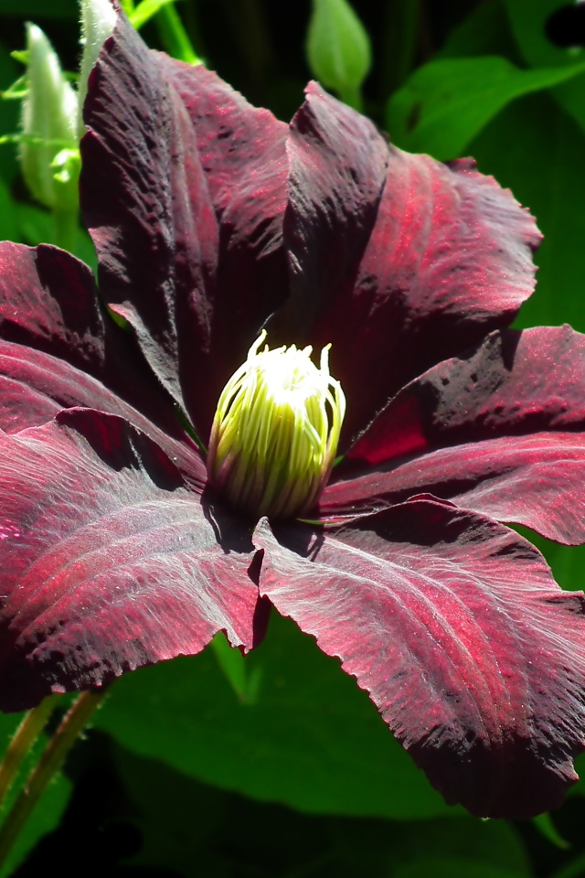 Бордовый цветок клематиса крупным планом