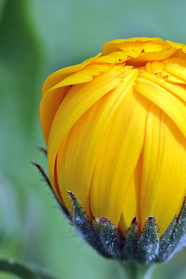 Распускающийся бутон рудбекии крупным планом