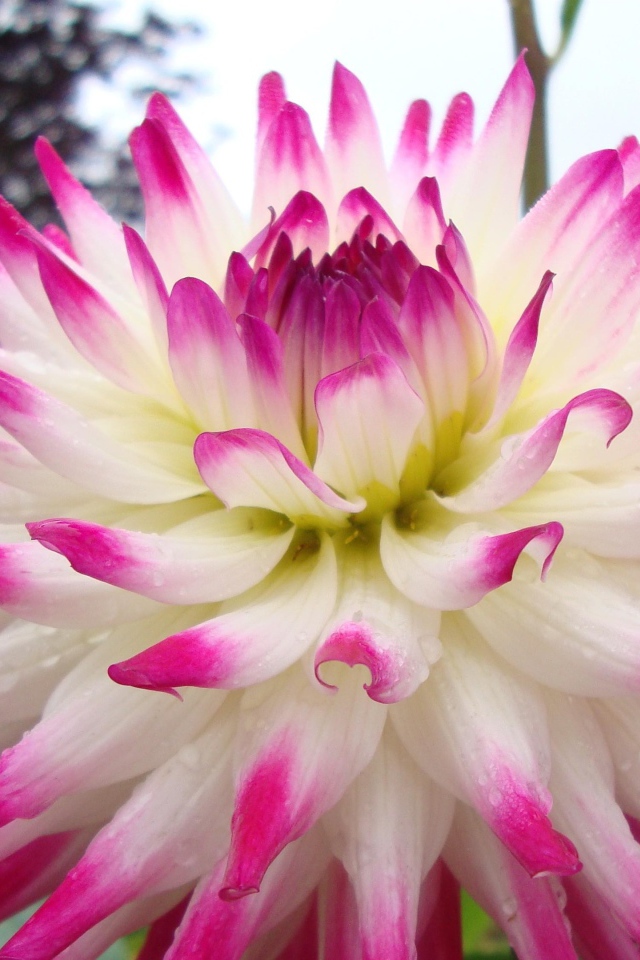 Цветок георгин с розово-белыми лепестками крупным планом