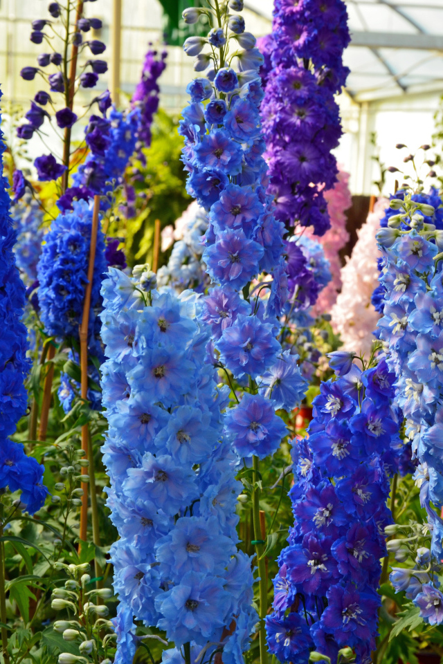Разноцветные цветы дельфиниум в оранжерее