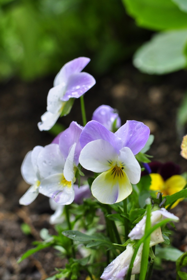 Нежный сиреневый цветок анютины глазки 