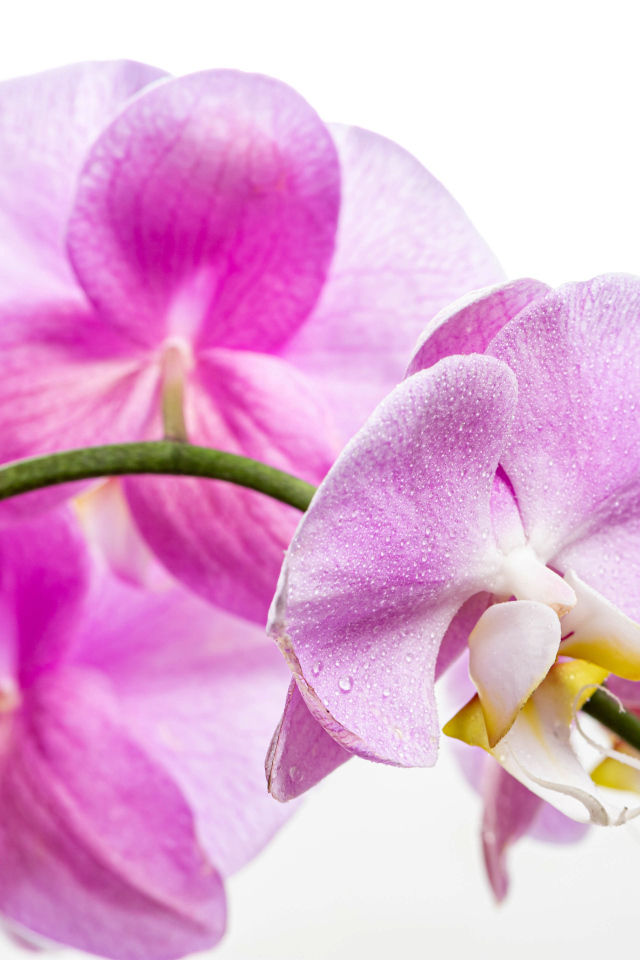 Нежная розовая хризантема с бутонами на белом фоне 