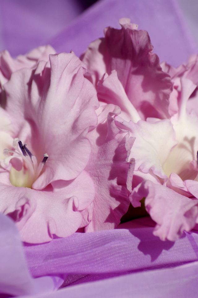 Нежные розовые цветы гладиолусы на сиреневой ткани