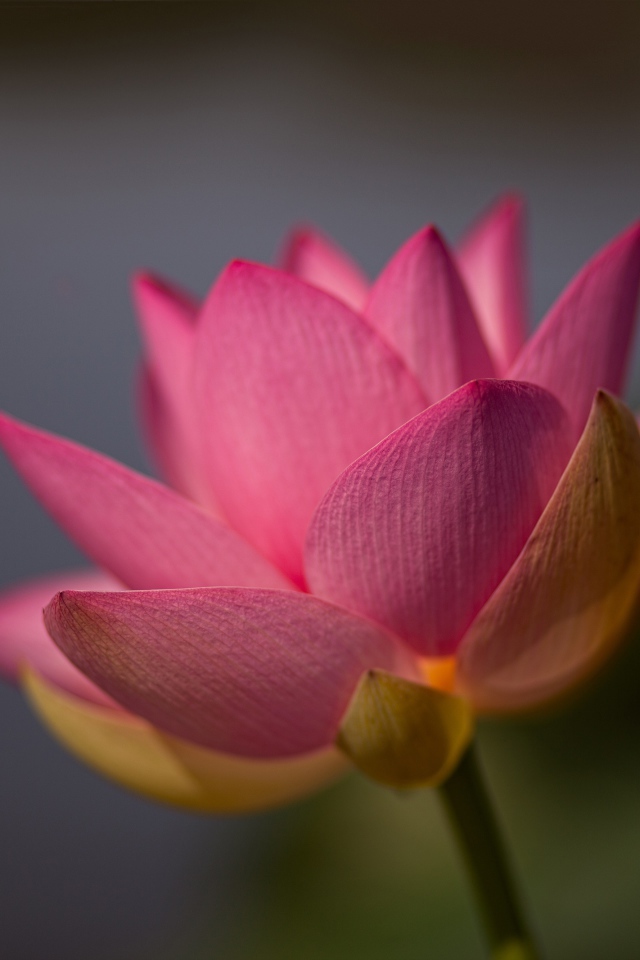 Нежный розовый цветок лотоса крупным планом на сером фоне