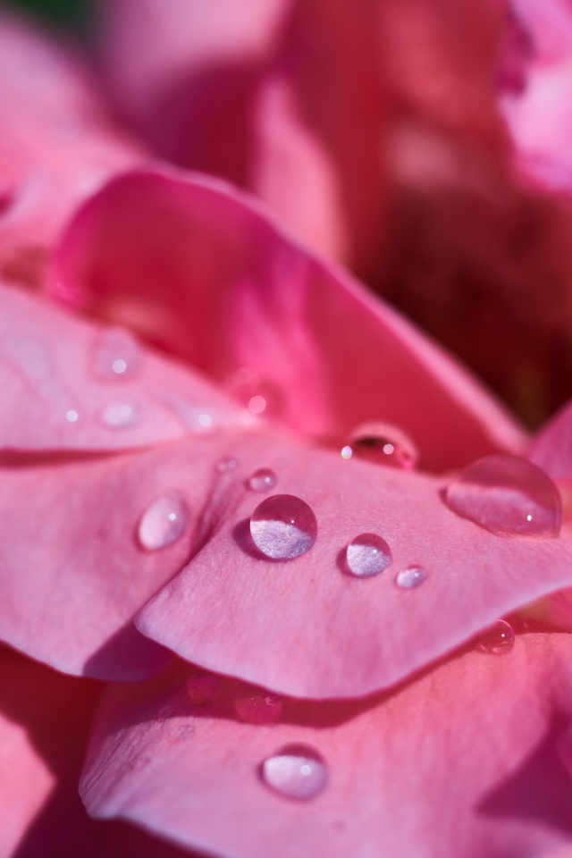 Нежные розовые лепестки розы в каплях росы