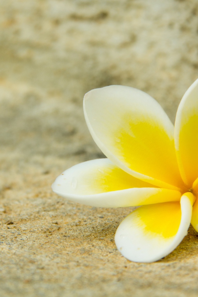 Нежный цветок плюмерии лежит на песке