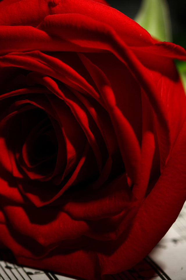 Нежная красная роза лежит на нотах 