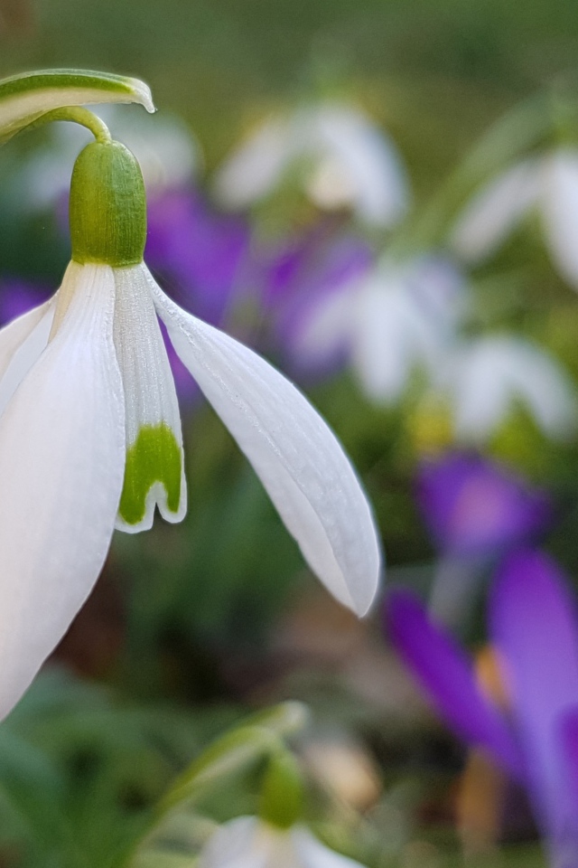 Нежный белый подснежник крупным планом 