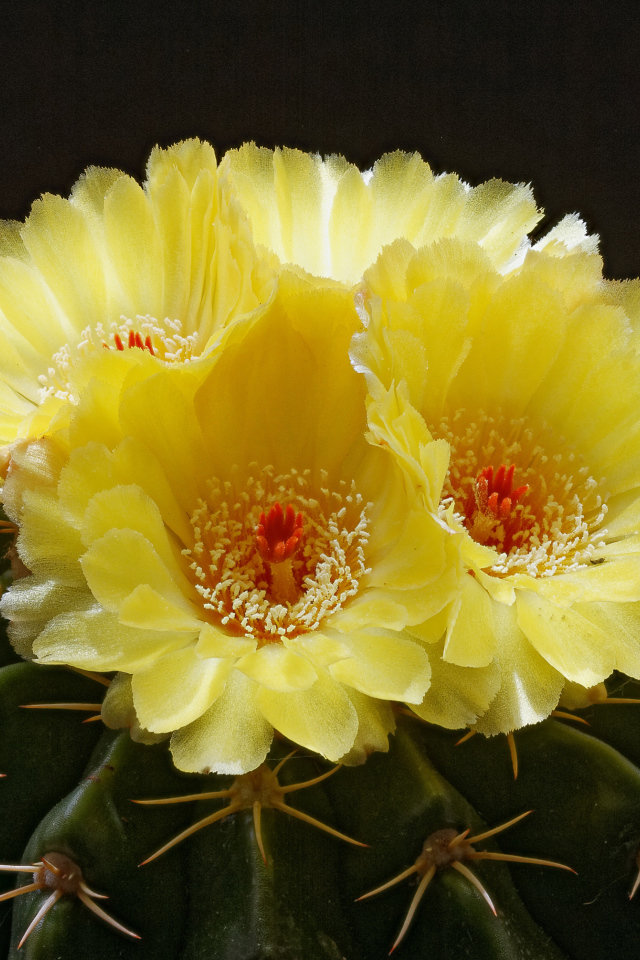 Нежные желтые цветы на зеленом колючем кактусе