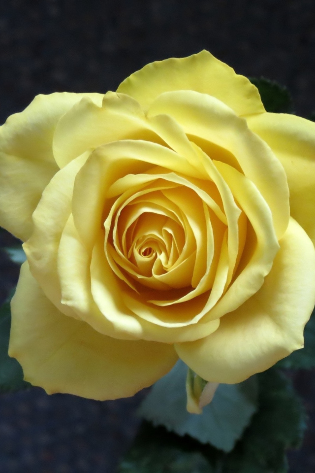 Нежная желтая роза вид сверху крупным планом