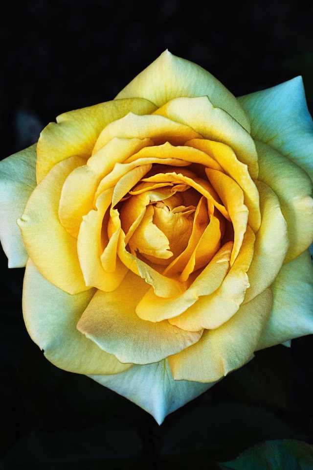 Нежная желтая роза крупным планом вид сверху