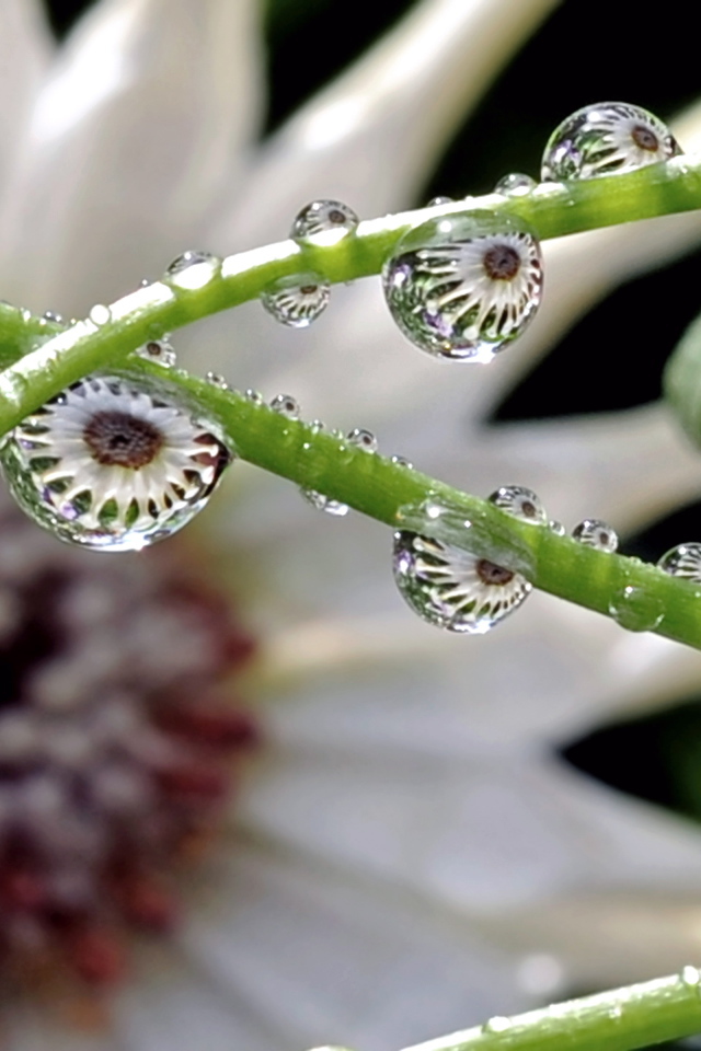 Капли на зеленых стеблях цветка