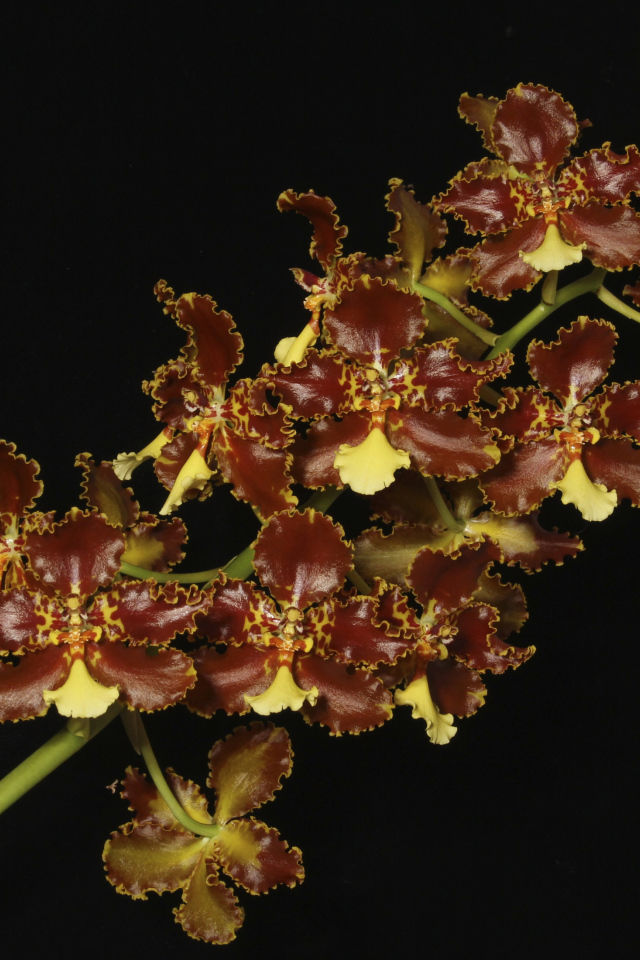 Экзотическая коричневая орхидея на черном фоне