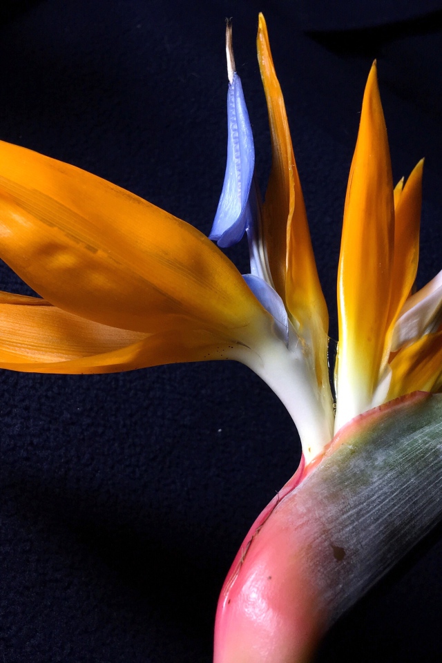 Экзотический цветок стрелиция на черном фоне