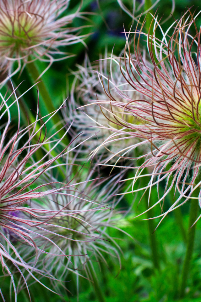 Необычные цветы на клумбе