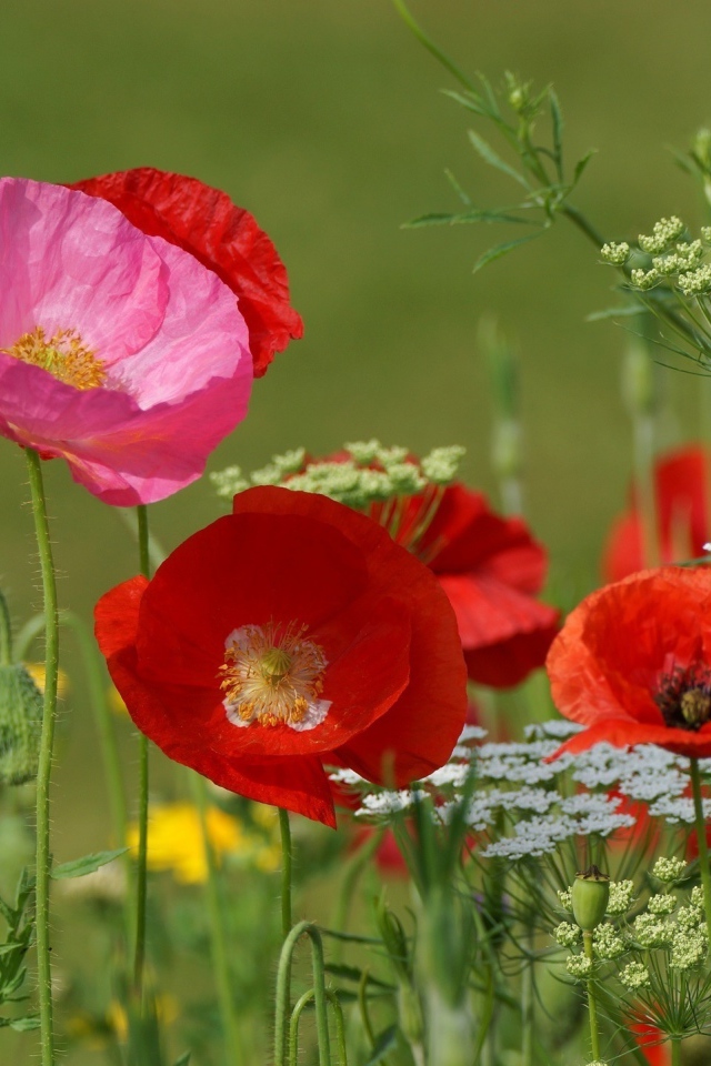 Полевые маки и кашка в поле