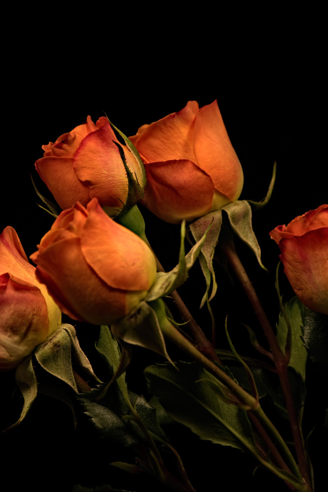 Пять оранжевых роз на черном фоне
