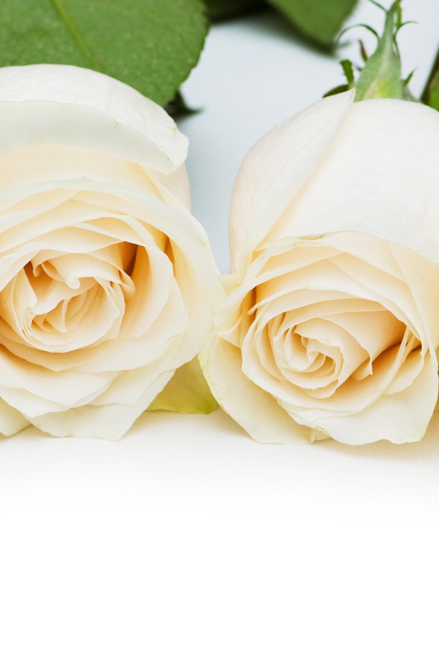 Четыре нежные белые розы на белом фоне