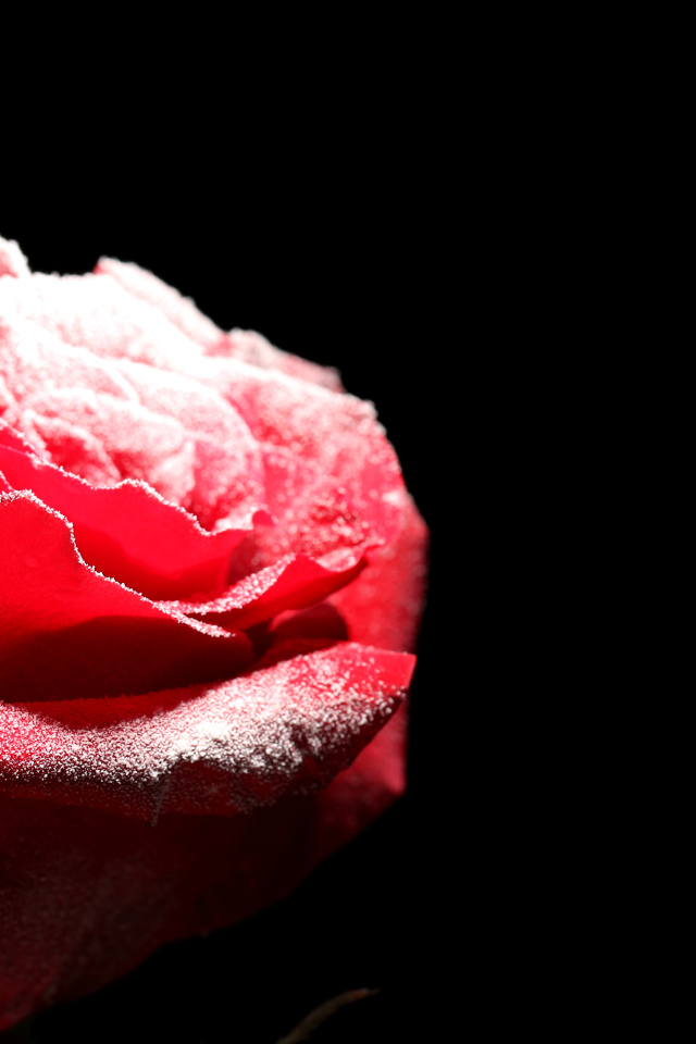 Покрытая инеем красная роза на черном фоне
