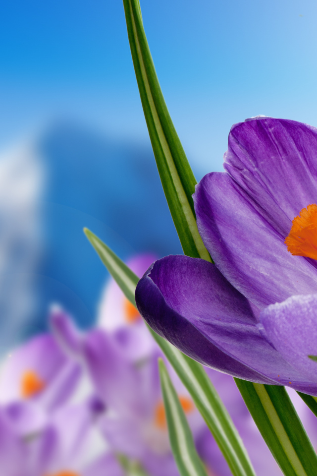 Нежный сиреневый альпийский крокус крупным планом