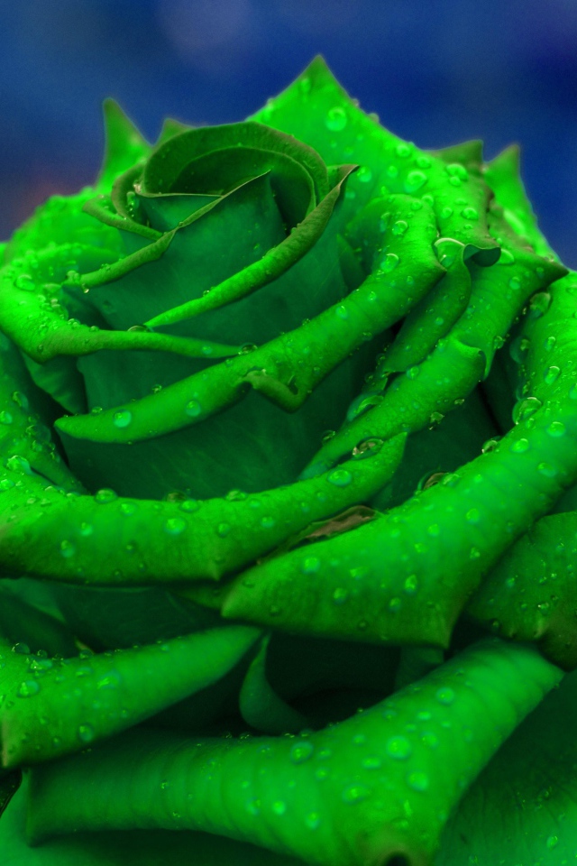 Зеленая роза  в каплях росы крупным планом