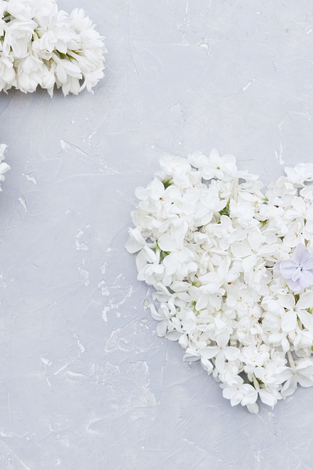 Сердце из цветов белой сирени на сером фоне