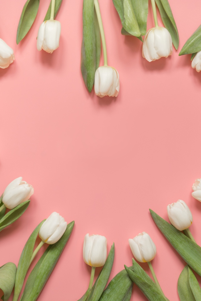 Сердце из белых тюльпанов на розовом фоне