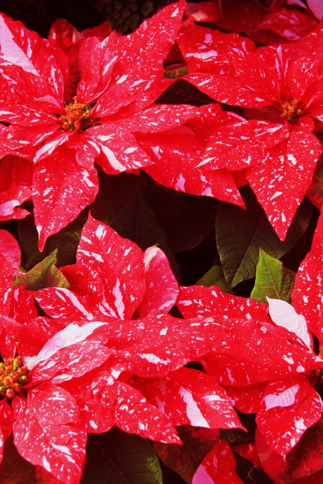 Комнатное растение молочай с красными листьями