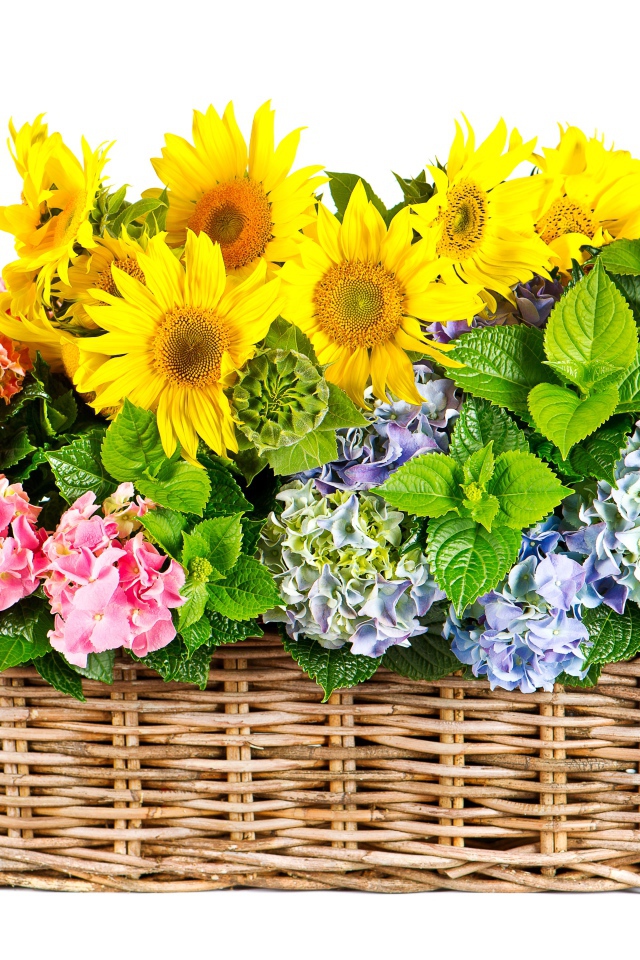 Гортензии с подсолнухами в плетеной корзине на белом фоне