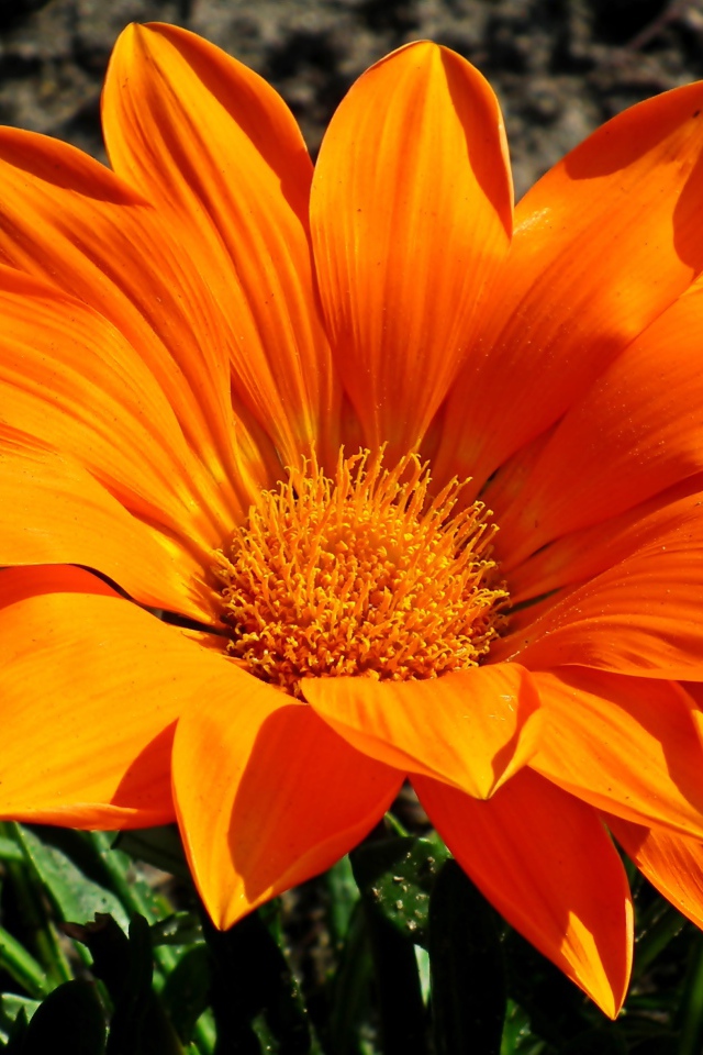 Большая оранжевая газания на клумбе