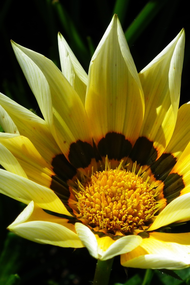 Крупная желтая газания на клумбе