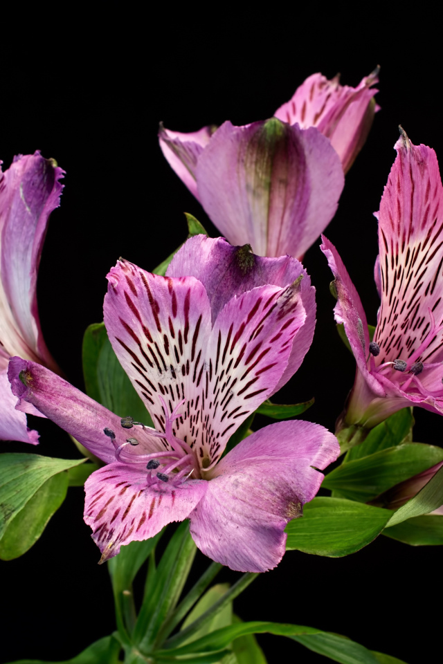 Сиреневые цветы альстромерия на черном фоне