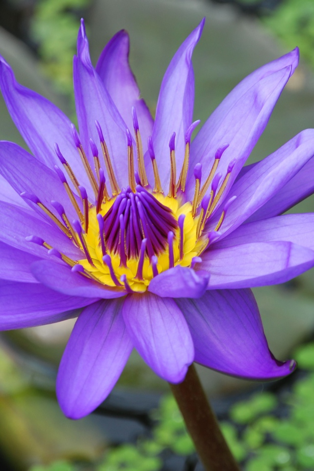 Сиреневый красивый цветок лотоса в воде