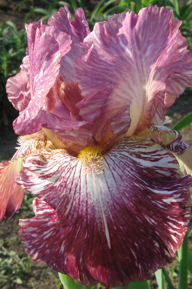 Сиреневый цветок ириса крупным планом