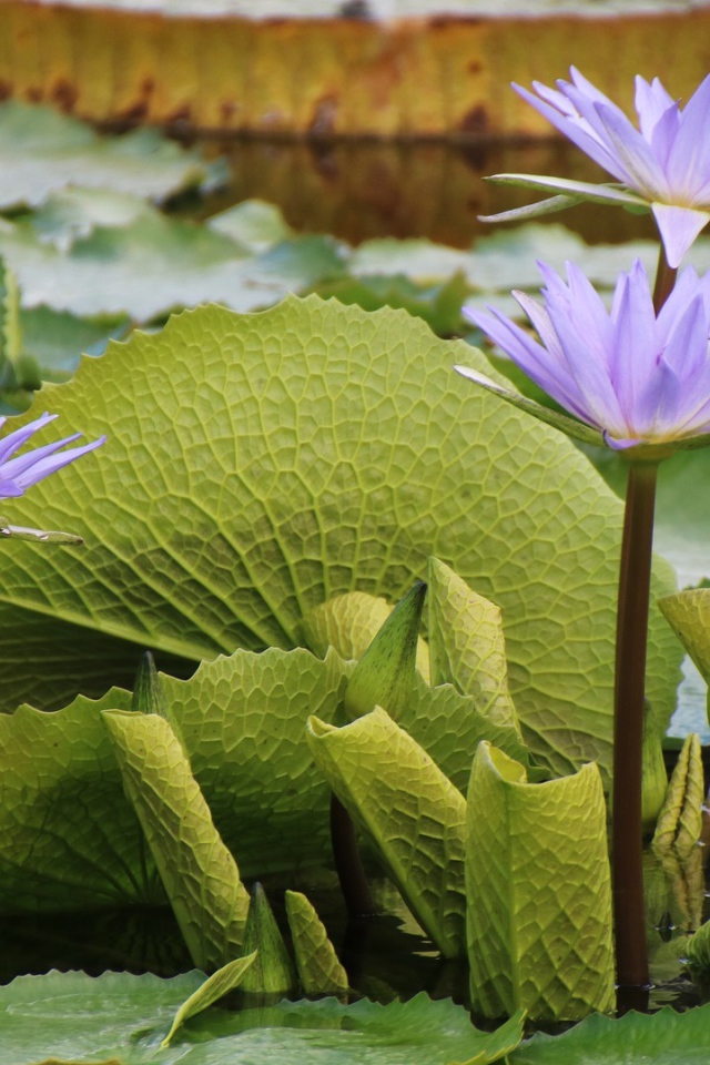 Сиреневые цветы лотоса в воде с большими зелеными листьями 