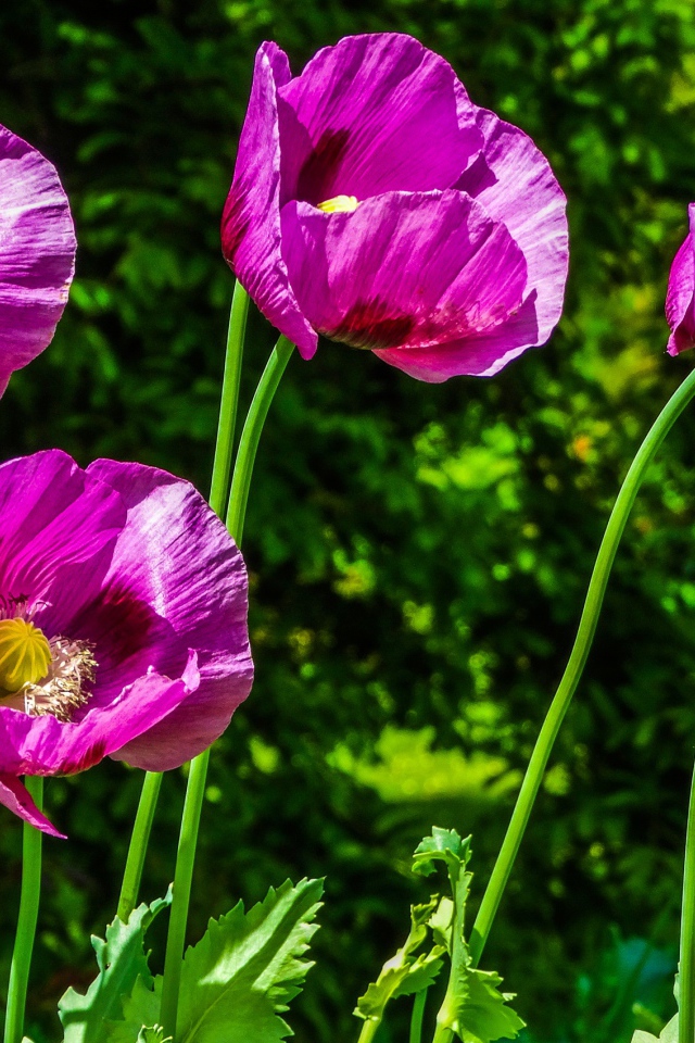 Сиреневые маки на поле в лучах солнца летом