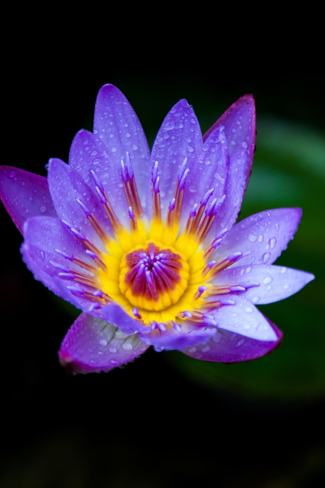 Маленькая фиолетовая водяная лилия крупным планом